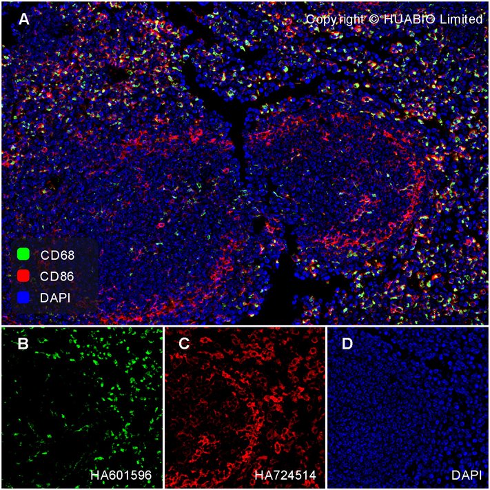 CD86 antibody product image
