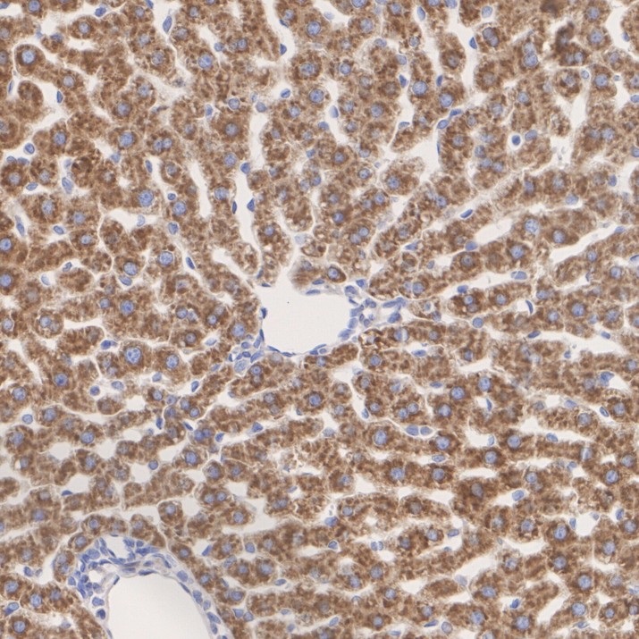 CERS2 antibody product image